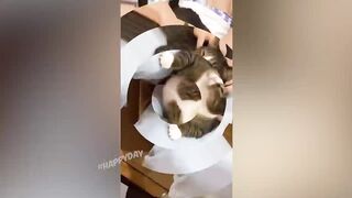 СМЕШНЫЕ КОШКИ 2021 И ДРУГИЕ ЖИВОТНЫЕ/ 10 МИНУТ СМЕХА