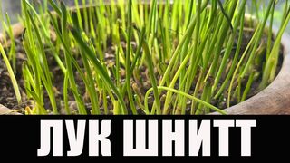 Декоративный Лук Шнитт. Лук Скорода. Резанец