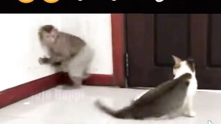 Monky vs cat