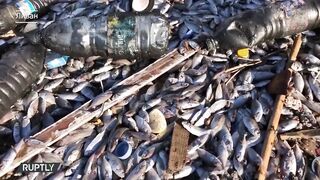 Массовая гибель рыбы в Ливане: сточные воды травят все живое