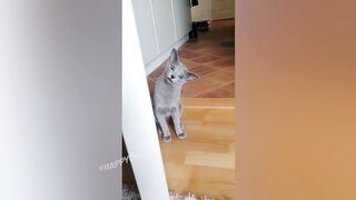 СМЕШНЫЕ ЖИВОТНЫЕ 2021/ЛУЧШИЕ ПРИКОЛЫ С КОТАМИ