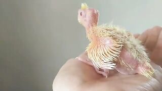 Baby cockatiel.