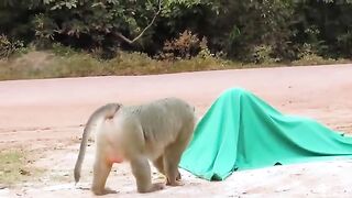 Jokes with animals