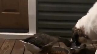 Most Viral Funny Videos