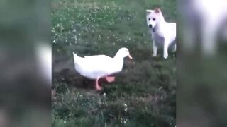 The funniest animal moments 2023 ???? Funniest Cats and Dogs ???????? Ep 05 |