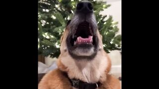 Animal never fail to make us laugh  super animal compilation