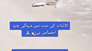 Kainat ke mahengi Chez ihsas hai.......... subscribe my channel