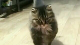 That cat Walk