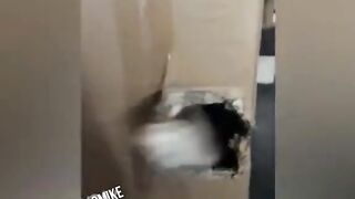 Интересное видео про животных