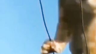 The Funny and Amazing Things Cats do every day