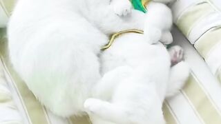 Cute cat