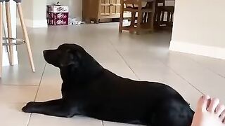 Dogs Doing Funny Things Tik Tok ~ Cute Puppies TIKTOK Compilation