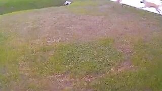 Heroic dog protects playing child