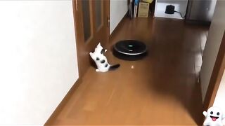 funny #short #video#cat#