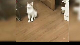 Cats savage