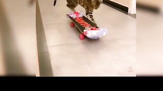 Cats funny videos