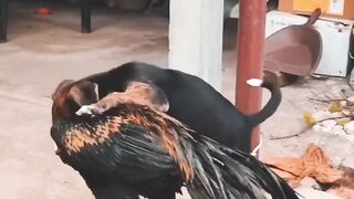 Aseel and Puppy Loverz only #shorts #febspot #viral #aseel