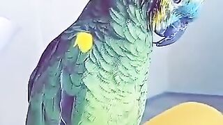 funny parrot videos | parrot videos | subscribe