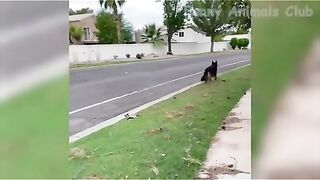 Funny video, pets funny video,cats funny videoFunny video, pets funny video,cats funny videoFunny video, pets funny video,cats funny video, comedy
