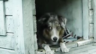 Amazing video