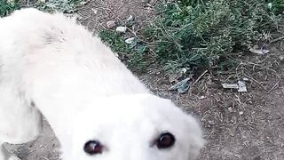 Dog lover