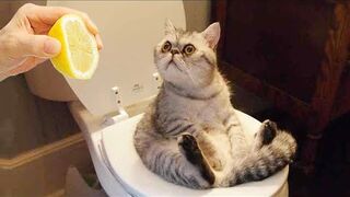 The best video about funny cats ???? part 4