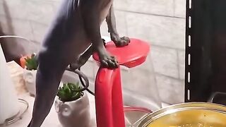 Funny cats and dogs