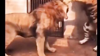 Fight Lion vs Tiger