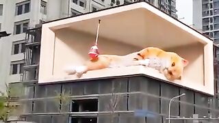 3D board with a funny cat appeared in China