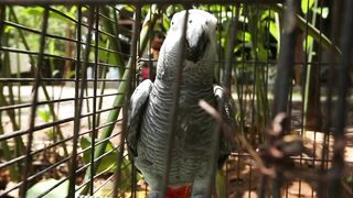 PARROT CLIP 2