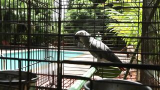 PARROT 2
