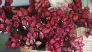 COCOA FLOWER