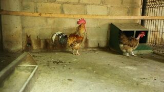 CHICKENS