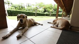 Labrador retriever