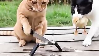 D This cat has the funniest little attitude  