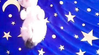 Cat 🐈🐈 2
