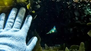 Something Was Hiding Underwater… Then It Came Straight at the Camera 👀🌊