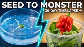 I Grew the World's Spiciest Pepper in Clear Hydro-Gel! (Seed to Harvest Timelapse)