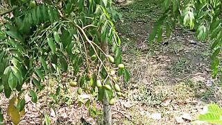 ambarella