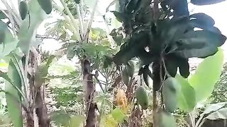 KIOJAY MANGO