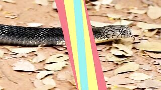 Si cobras tidar medo então olhe isso !