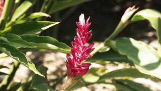 ALPINIA 1