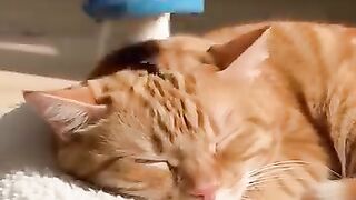 A ENERGIA DO GATO ENGRAÇADO