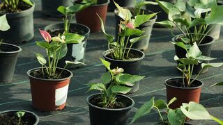 ANTHURIUM PLANT