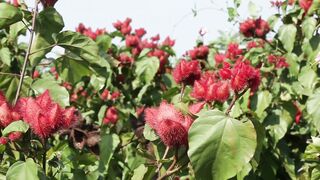 COCOA FLOWER 01