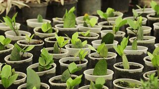 PLANTS GROW IN THE POT 2
