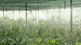 WATERING PLANTS 3