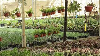 PLANTS GROW IN THE POT 3