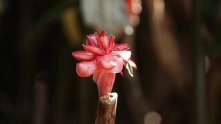 PORCELAIN ROSE