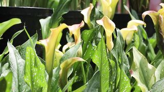 PLANT ZANTEDESCHIA REHMANNI